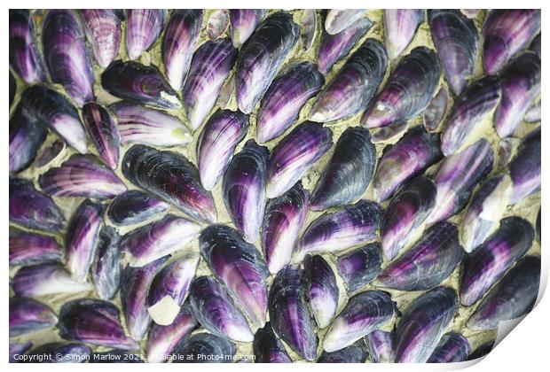 Mussel shells in the Isles of Scilly Print by Simon Marlow