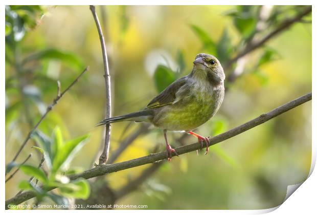 Vibrant Greenfinch in its Natural Habitat Print by Simon Marlow