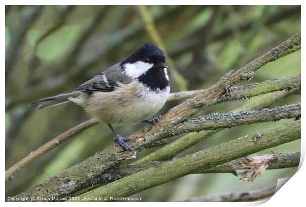 Coal Tit Print by Simon Marlow