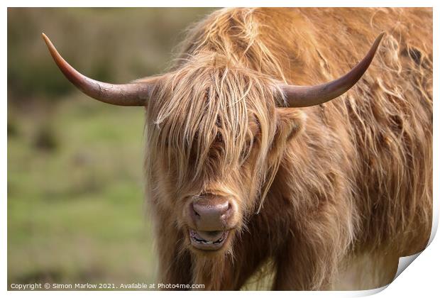 Majestic Highland Cow Print by Simon Marlow