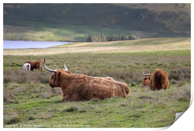 Highland Cow Print by Simon Marlow