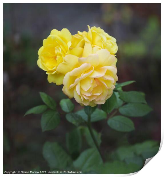 Yellow Autumn Roses Print by Simon Marlow