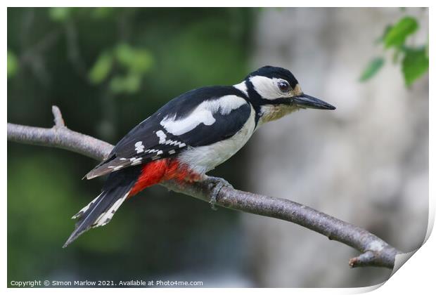 Great Spotted Woodpecker Print by Simon Marlow