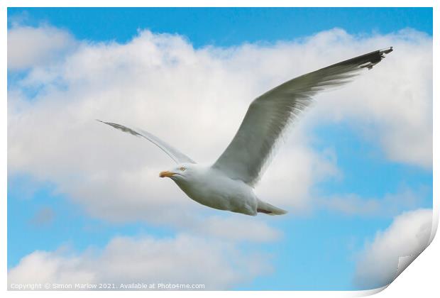 Majestic Gull Flight Print by Simon Marlow