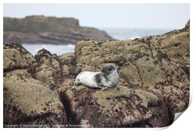 Seal on rocks in the Isles of Scilly Print by Simon Marlow
