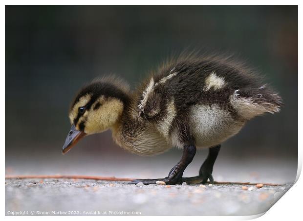 Mallard Duckling Print by Simon Marlow