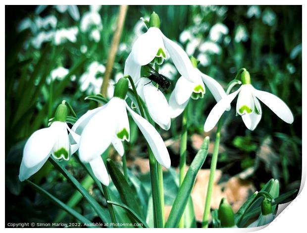 Snowdrops Print by Simon Marlow