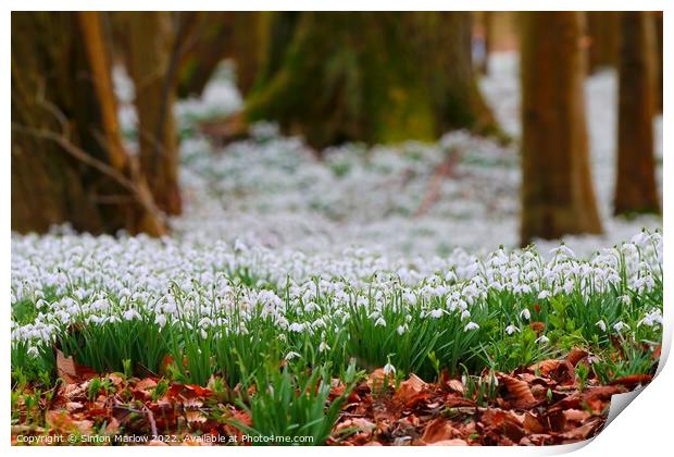 Pure White Snowdrops A Sign of Spring Print by Simon Marlow