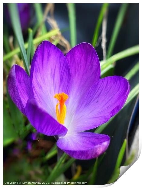 Vibrant Spring Crocus Flower Print by Simon Marlow