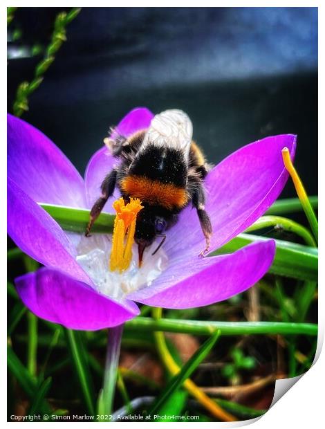 Buzzy Bee Collecting Nectar Print by Simon Marlow