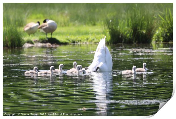 Graceful Mother Swan and Her Nine Adorable Cygnets Print by Simon Marlow