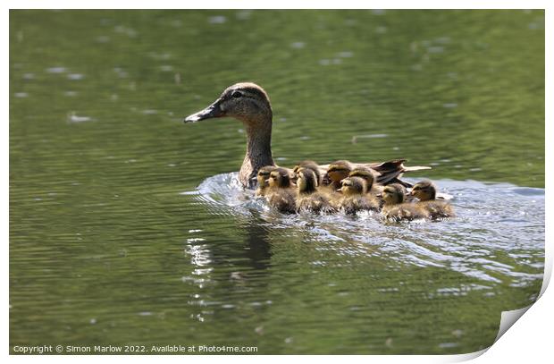 Majestic Mallard and Her Ten Adorable Ducklings Print by Simon Marlow
