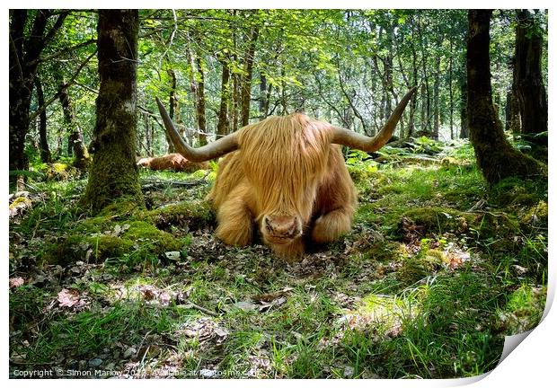 Majestic Highland Cow in Autumn Forest Print by Simon Marlow