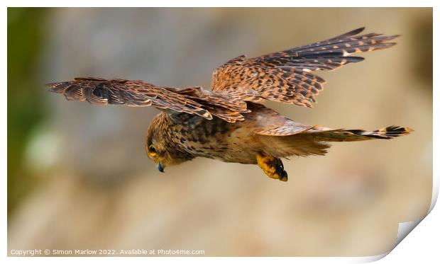 Majestic Kestrel Hovering Print by Simon Marlow