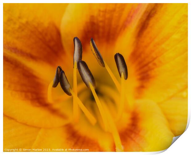 Enchanting Intimacy of a Day Lily Blossom Print by Simon Marlow
