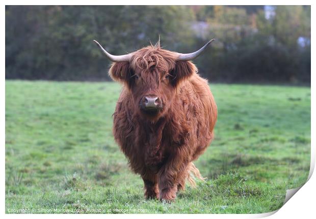 A large Highland Cow walking towards you on top of a lush green field Print by Simon Marlow