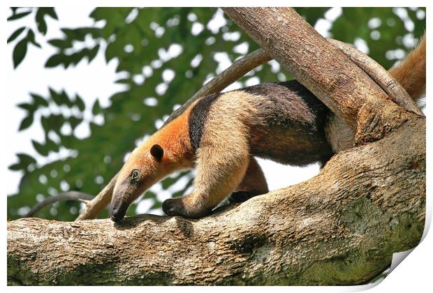 Wild Anteater on a tree in Costa Rica Print by Simon Marlow