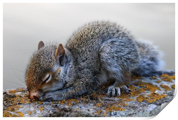 Very cute sleeping baby Grey Squirrel Print by Simon Marlow