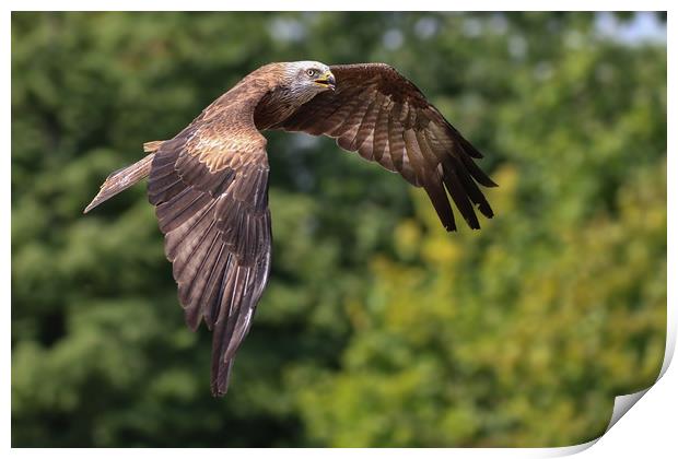 Majestic Hunter in Flight Print by Simon Marlow