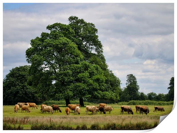 Serene Cattle Grazing in Luscious Landscape Print by Simon Marlow