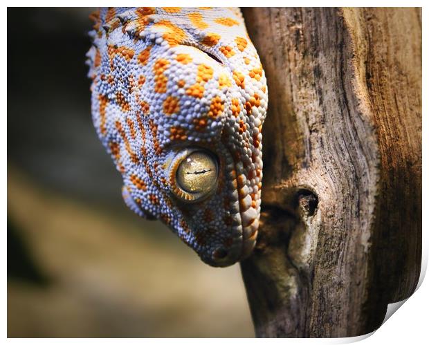 A Gecko with White and Yellow colouring Print by Simon Marlow