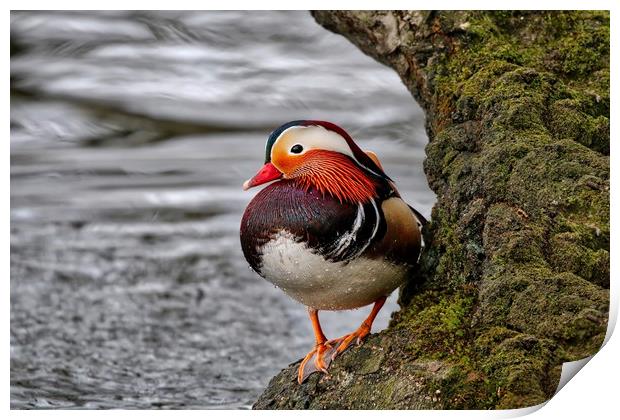 Mandarin duck on a tree by the water Print by Simon Marlow