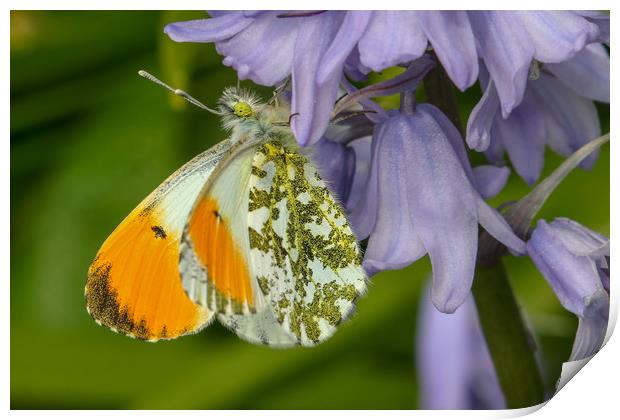 Graceful Orange Tip Butterfly Print by Simon Marlow