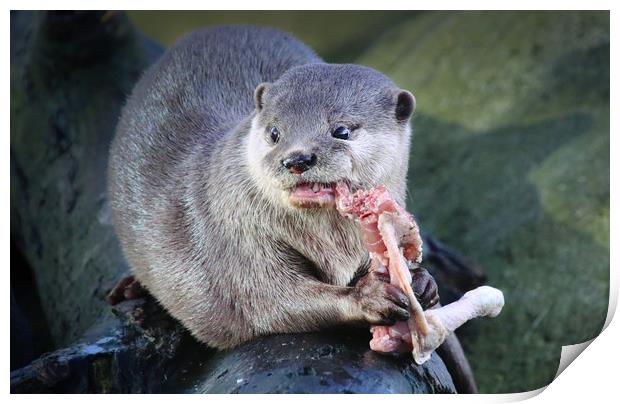 Closeup of an Otter holding and eating food Print by Simon Marlow