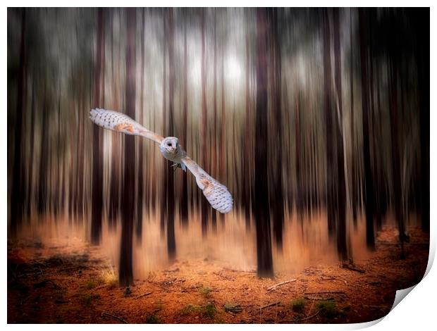 Majestic Barn Owl in the Forest Print by Simon Marlow