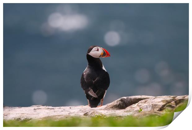 Majestic Atlantic Puffin on the Rocks Print by Simon Marlow