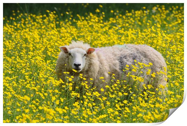 Sheep stood in a field of Daisies Print by Simon Marlow