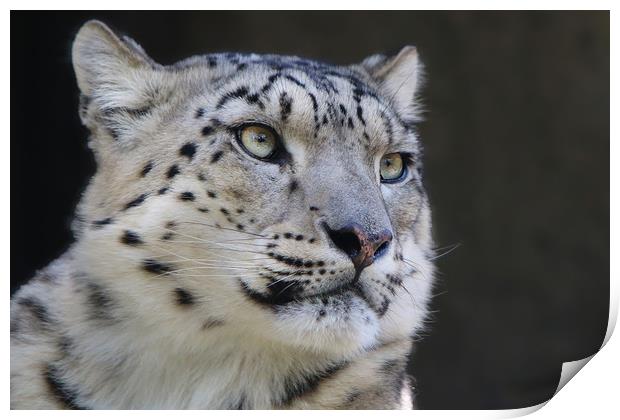 Graceful Snow Leopard Stares into Your Soul Print by Simon Marlow