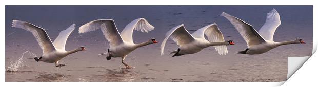 Majestic Swan Takes Flight Print by Simon Marlow