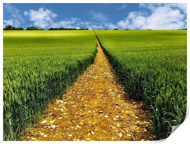 Golden pathway through a crop field Print by Simon Marlow