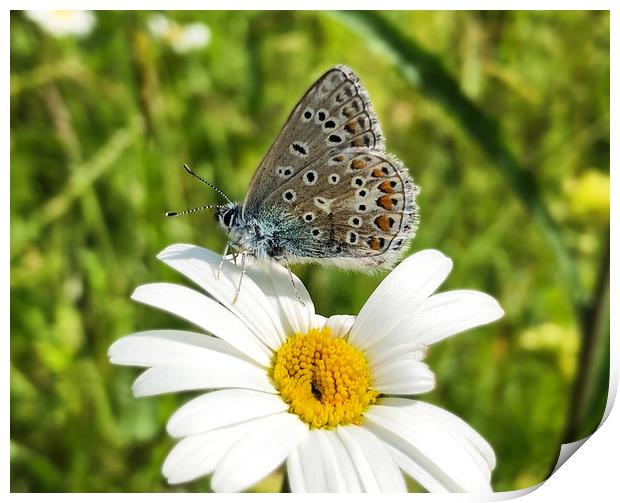 British Blue Butterfly on an ox-eye daisy Print by Simon Marlow