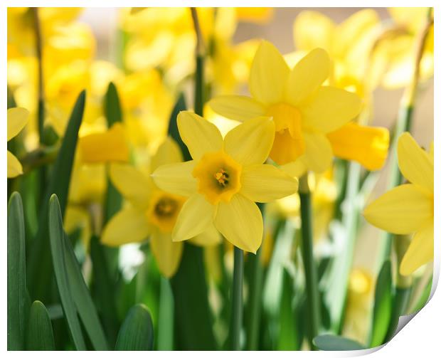 Beautiful display of Spring Daffodils Print by Simon Marlow