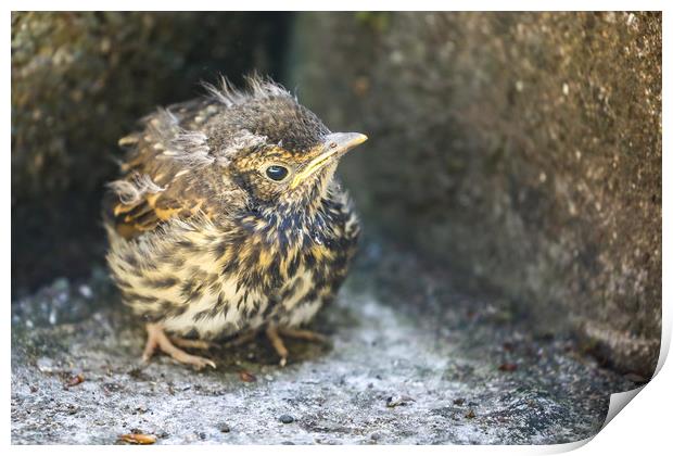 Fledgling Song Thrush on the ground Print by Simon Marlow