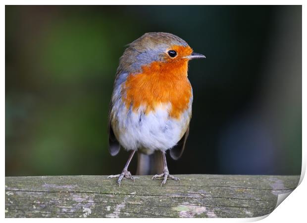Cute little Robin Redbreast sat on a post Print by Simon Marlow