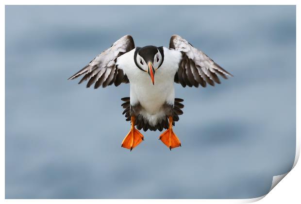 Atlantic Puffin coming into land Print by Simon Marlow