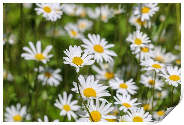 Summer Oxeye Daisies A Burst of Sunshine Print by Simon Marlow