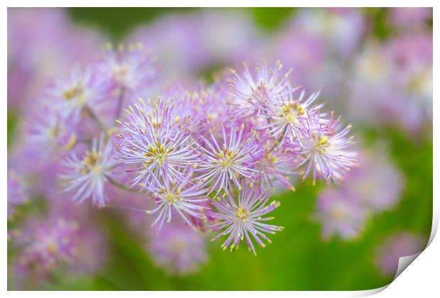 Enchanting French Meadow Rue Print by Simon Marlow