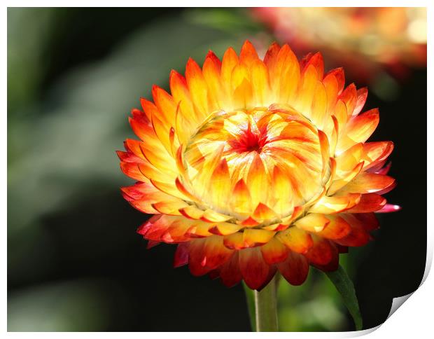Beautiful Garden Marigold Flower Print by Simon Marlow