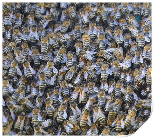 A large swarm of Honey Bees close up Print by Simon Marlow
