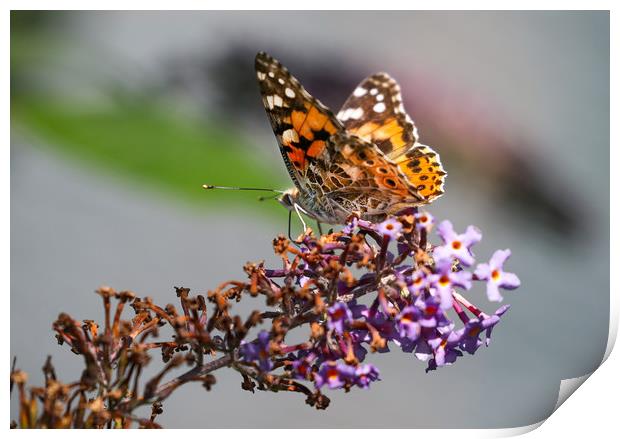 The Vibrant Beauty of the Painted Lady Butterfly Print by Simon Marlow
