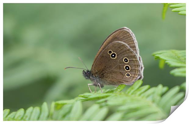 Graceful Meadow Brown Butterfly Print by Simon Marlow