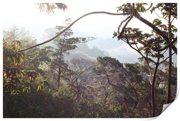 Morning in the Costa Rica rainforest Print by Simon Marlow