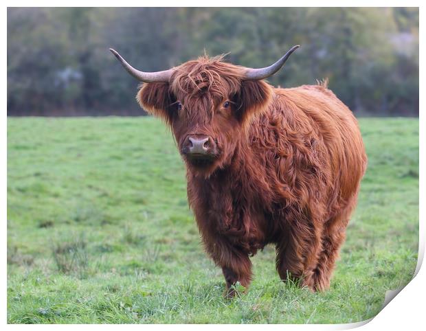 Majestic and Wild Highland Cow Print by Simon Marlow
