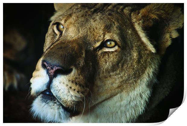 Soulful portrait of a Lion Print by Simon Marlow
