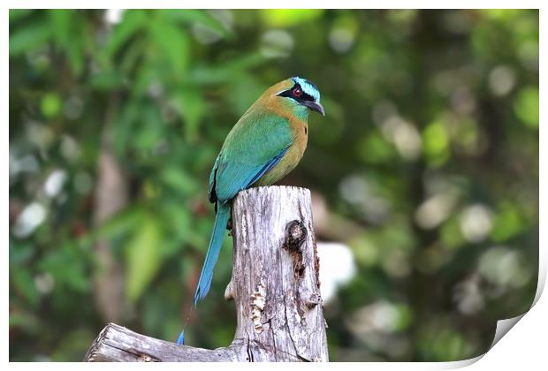 Blue Crowned MotMot of Costa Rica Print by Simon Marlow