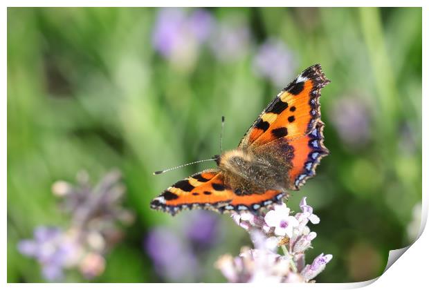 Vibrant Nymphalis Butterfly Print by Simon Marlow